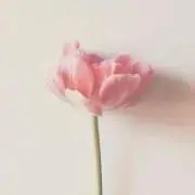 melonsodaの画像