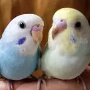 ももちゃん