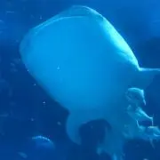 さ