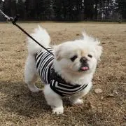 ゆゆゆ