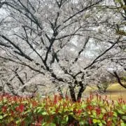 めりーの画像