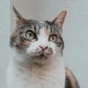 タマちゃん