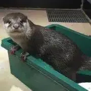 みっちゃんの画像