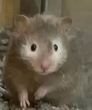 購入メインの画像