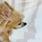 Rikona