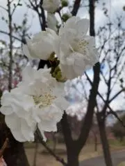 Flowerの画像