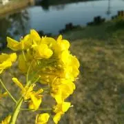 ナノハナの画像