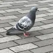 春魔の画像