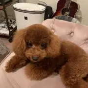 ひまな猫の画像