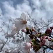 さきの画像