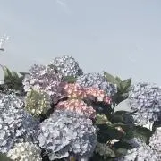 水無月