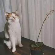mayaの画像