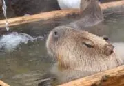 カピぱら教授の画像