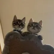 のあの画像