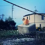 なちの画像