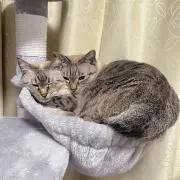 さおりんの画像
