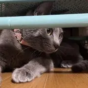 ぴのの画像