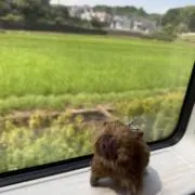 momoの画像
