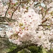 さくら