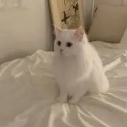 태린