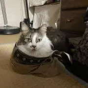 さゆりんごの画像