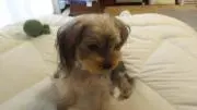 ロンちゃんママの画像