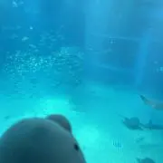 こーちゃん