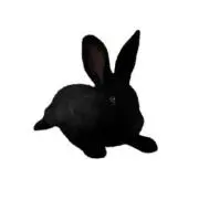 ❁⃘rabbit❁⃘の画像