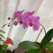 ルビー