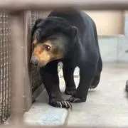 ぴさの画像