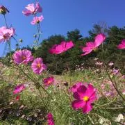 Saoriの画像