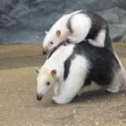 よもぎ