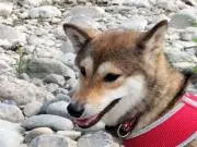 ス−シェフ