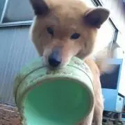 ラン