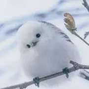 みゆの画像