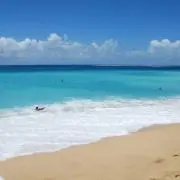 アロハの画像