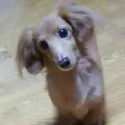 まゆ