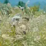 yrnの画像