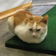たけながの画像