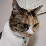 子麦の画像