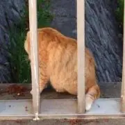 ラー油の画像