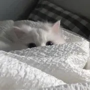 よんの画像