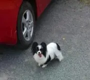 ピピちゃんの画像