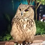 HY