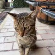 たあ｜基本即日発送