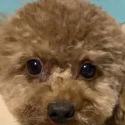 ななみの画像