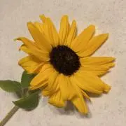 たーの画像