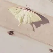 ごり