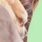 しおレモの画像