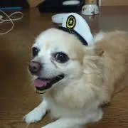 狐瑠璃